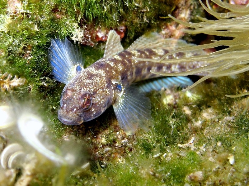 Primi sentori di Gobius bucchichi e Gobius incognitus ante 2016